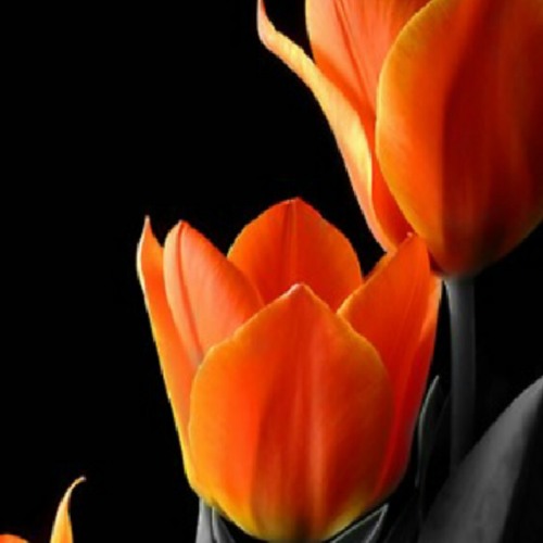 tasha-cobbs-for-your-glory