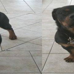 إسمعو صوت تورو لما بيتغابة :D