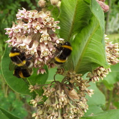 Bumble Bee