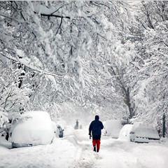 SNOWSTORM (Bucky x TJ)