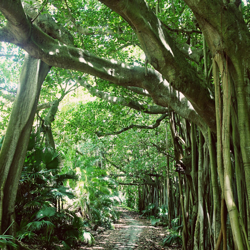 Stream Field Recording Bermuda Whistling Tree Frogs by Shore Thang