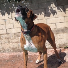 Songs From The Movies