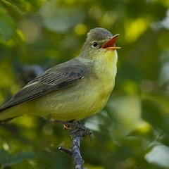 Valley of the Search (Part 2) - Marco Antonio da Costa