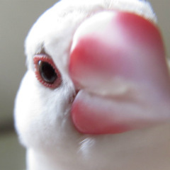 Peace feat.さとる文鳥(20150203 shimokitazawa ERA)