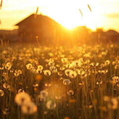 Summer Love (RemixMashup) Calvin Harris - Fitz And The Tantrums - Gym Class Heroes - Travie McCoy