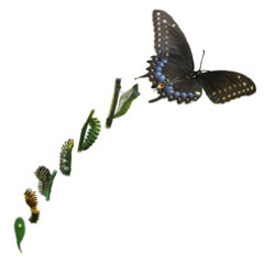 Julian Philips Maxamorphosis (2012)