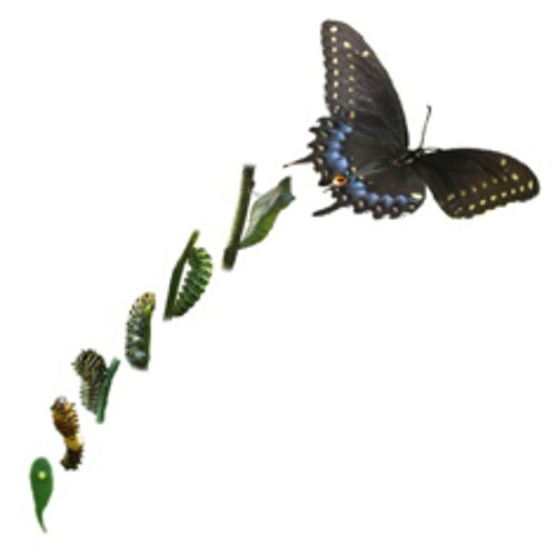 Julian Philips Maxamorphosis (2012)