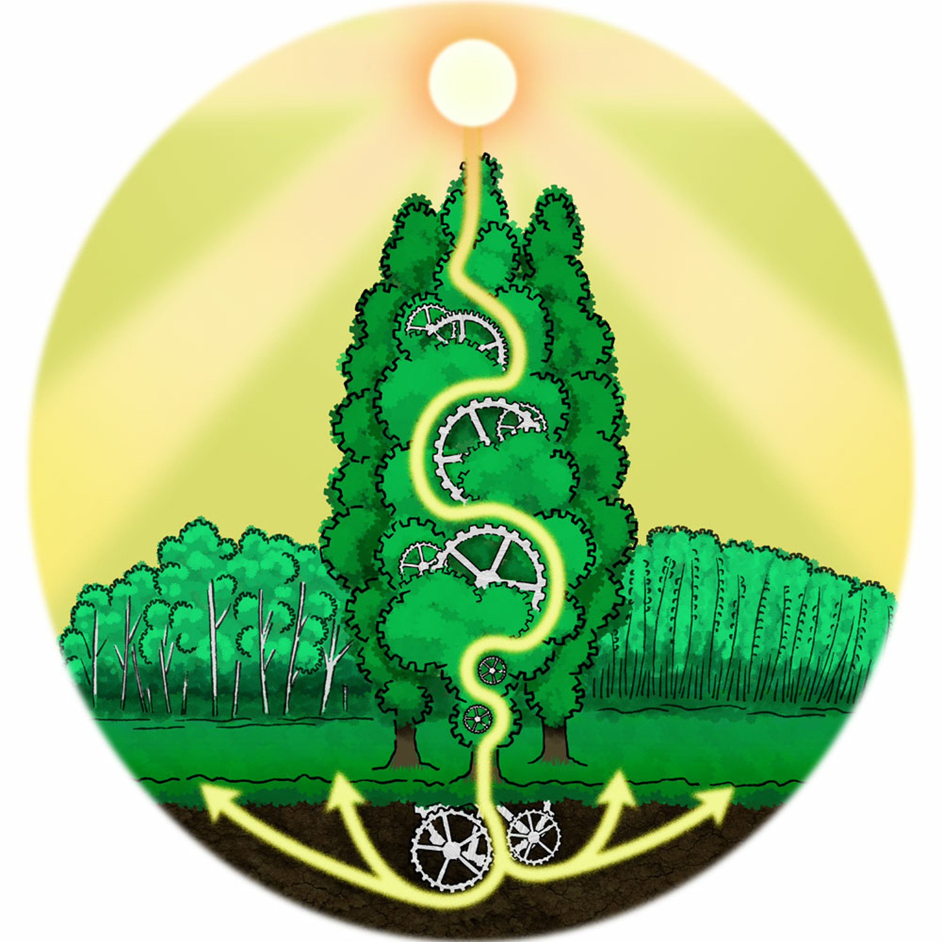 The New Phytologist Foundation