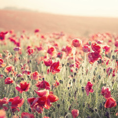 Love Me Harder(Remix) Lil Jon-Ariana Grande-Passenger-Avicii-3OH!3