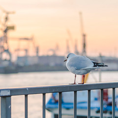 Ambient Melody | Chill Out