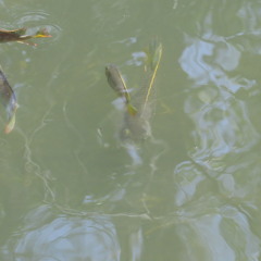 BABA RICHY AND WIFE VOL 2(MIXED BY MR WASENGO)