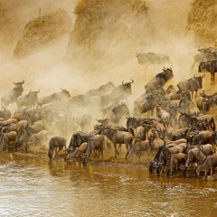 Trick Of Tail - Memro