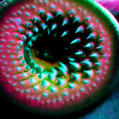 Helico-Spiral Stasis