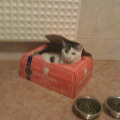 Clément Coll - Théophile