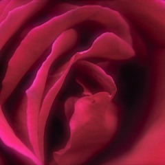 Heart Of The Rose