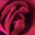 Artwork for Heart Of The Rose