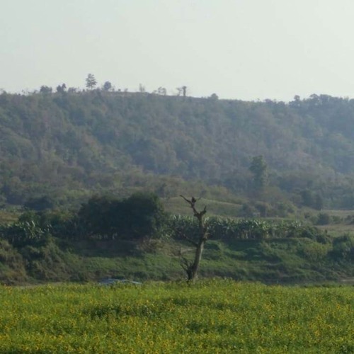 မုိးလို႔မႈိင္း (ဘိုျဖဴ)