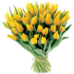 Żólte Tulipany