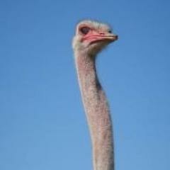 *Freestyle* Sergeant Cereal Original Track by Paul Kubrak