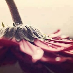 عيد الحب - جي فاير & احمد الحلاق & عمر خالد