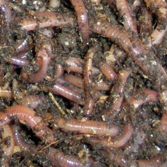 Worm Party