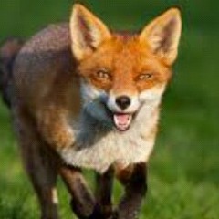What does the fox say