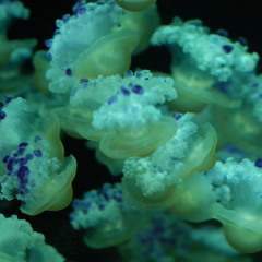 Conspicuous Nihilist