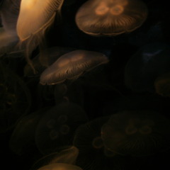 Mind Body Soul Feat. Fatso Fresh and James Crumley