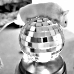 pas un souris gris part deux