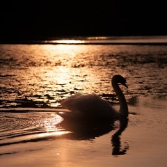Adagio from Swan Lake, ACT II (Tchaikovsky) (Aug., 2005)