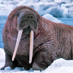 CSU PME w/Members of Stereomonster - Helter Skelter - Rough Mix