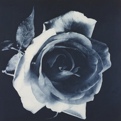 Clovis - Rose Bleue