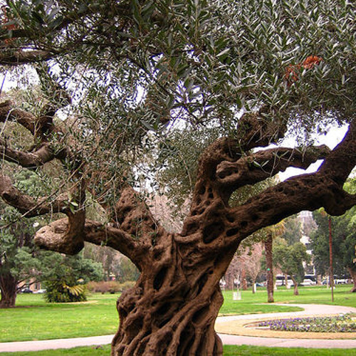 Nine Branches of the Olive Tree [excerpt] for recorders,bass clarinet,guitar & percussion