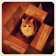 Special Agent Mitzi Of The Mouse Patrol