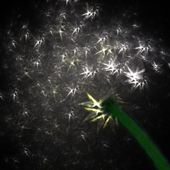 Zulu ir 23-as Ąžuolas - Pienė