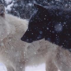 Winter Wolves