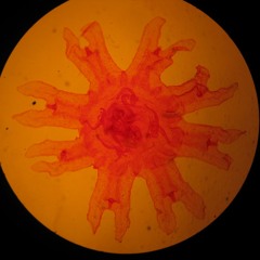 Year of Snow/Chixulub