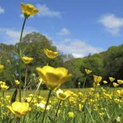 Selassie - Jelly Filled Buttercups (Prod. Shungu)