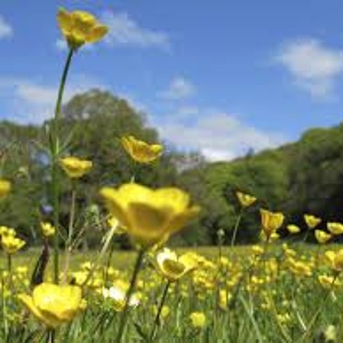 Selassie - Jelly Filled Buttercups (Prod. Shungu)