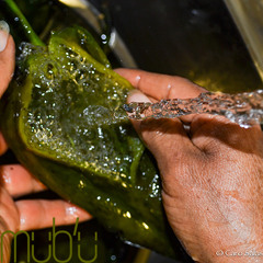 Cocina, Antro Alquimista