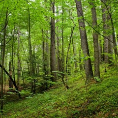 Heavy Mountain Noise (Preview 1)