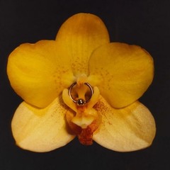 That's The Way Love Goes (NEW DEMO)