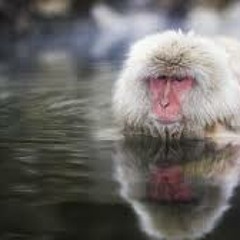 Animals (Hiroking Japanese Animals Remix) / Martin Garrix