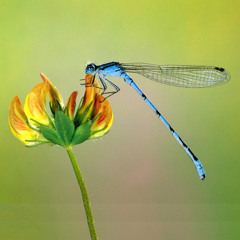 Bruninho  Davi   Se Namorar Fosse Bom (Clipe Oficial)
