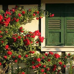 أخدوا الريح -  رنين الشعار