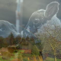 Sheepie (says WOOF)