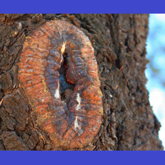 LE ZYKLON B DE TON COEUR, sortie prévue le 1er mai 2015 !!!!