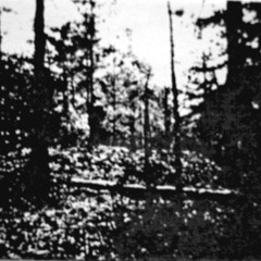 Roosevelt - "Curse of the Dead Boar"
