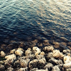 The Great Selkie
