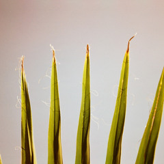 uncoolbob's #DarwinTracks